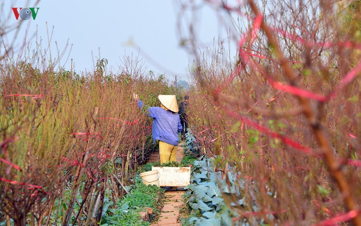 Peach blossoms bloom early in Nhat Tan flower village - ảnh 2